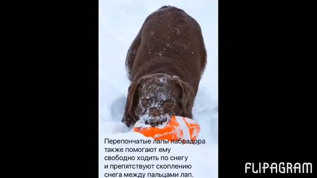 Лабрадоры, и не много о них❤️ одна из лучших пород собак✅