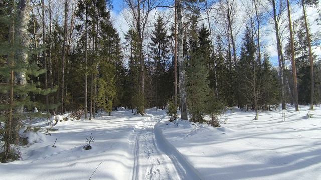 Солнечный день в зимнем лесу. ч.2. Март 2024