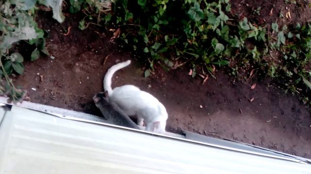 Кошка наблюдает из окна за играющимися дочкой и котом
