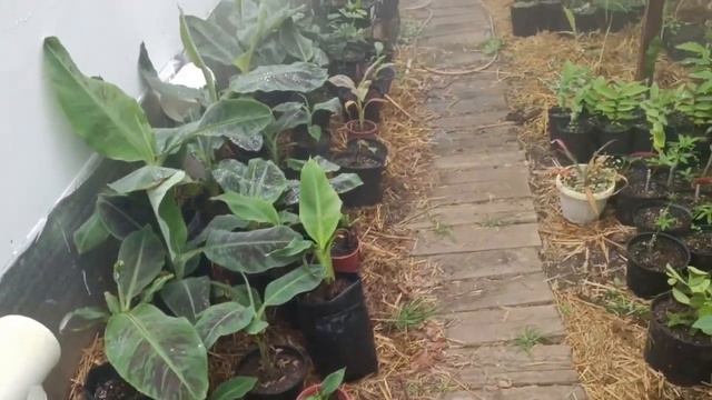 устройство системы полива в теплице