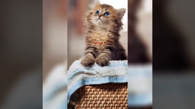 какое имя такой ты котик котята (девочки)