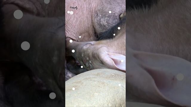 Aardvark - Africa’s Earth Pig