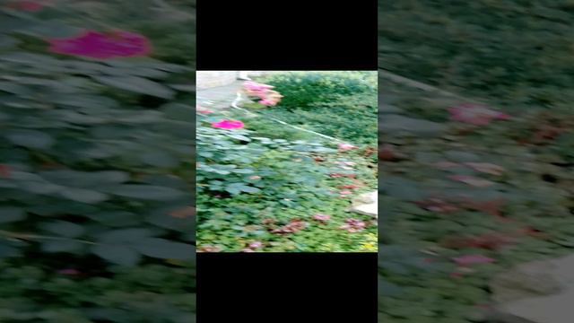 Красивые цветы в саду на клумбе за городом в Подмосковье на даче. Разные летние цветочки. серия 25