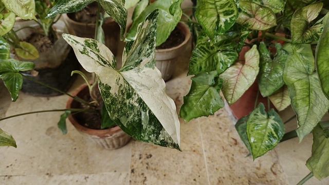 Syngonium podophyllum albo-variegatum | Marble Syngonium Plant Caring Tips | Hindi/Urdu