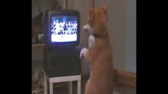 Смешные котики и кошки. Подними свое настроение #котики