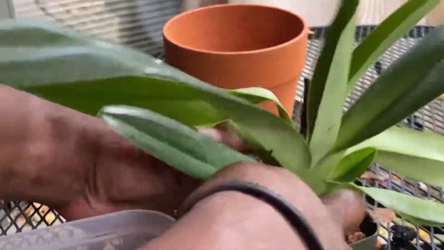 AN ORCHID A DAY EPISODE 355  I  A PAPHIOPEDILUM REPOT AND A MAXILLARIA MOUNTING #orchids