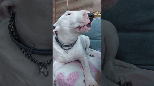 Бультерьер Этуаль говорит мама,любимая доча питомник Кастропуло Крым