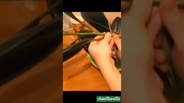 Ficus Elastika gulini ko'paytirish (Размножение фикуса)