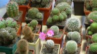 На виставці кактусів.