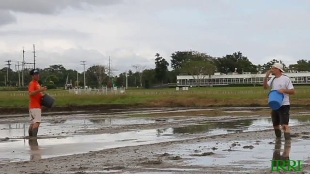 4. IRRI Agronomy Challenge: Drumseeding vs Broadcast Sowing (6-7 January 2012)