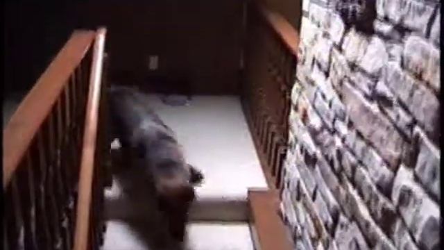Тренажёр для собаки Free dog Treadmill