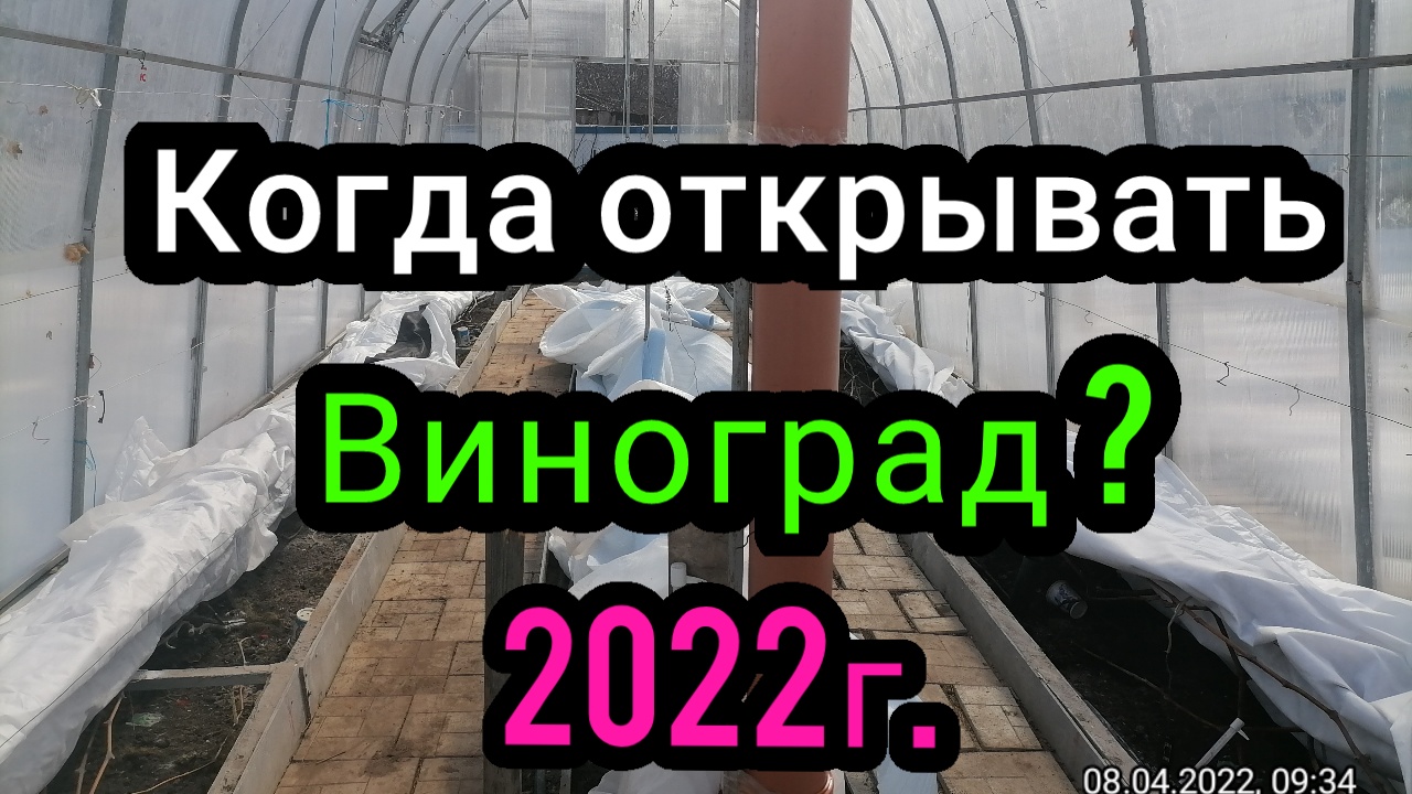 Когда открывать виноград в  2022 г.