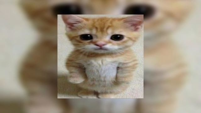 dancing cats - go kitty go sped up