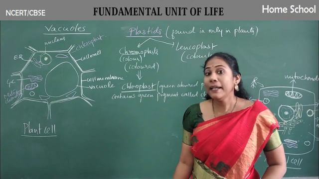 Fundamental Unit Of Life Class 9 biology  Part-6