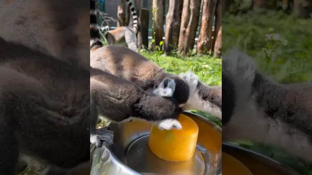 Белгородские лемуры из зоопарка спасаются от жары мороженым