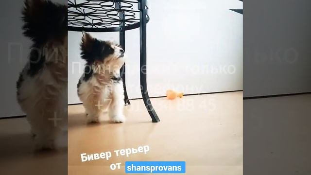 для бронирования. 2 Бивербрата. Красота, мимимишность, невозможно налюбоваться. #shansprovans #биве