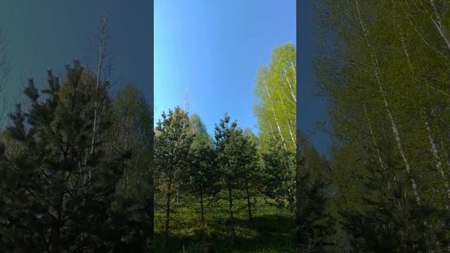 Звуки природы.