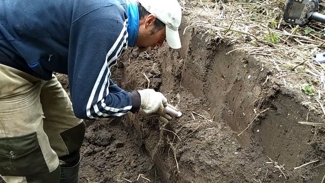 Лис не даёт шурфить и ворует мои вещи