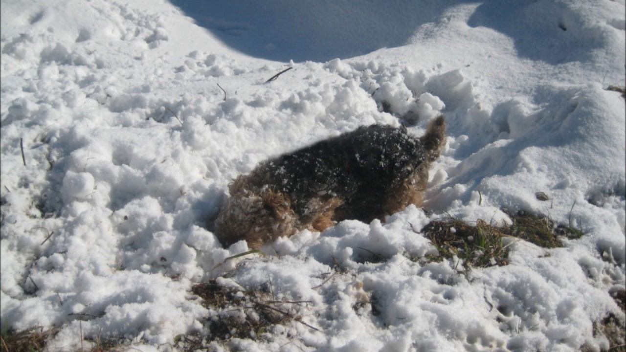Welsh Terriers in snow on April 1, 2017, the Moscow region.