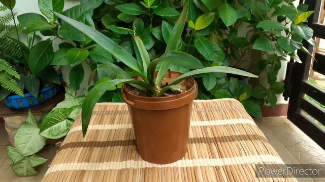 Plants for your office table in Tamil||indoor plants