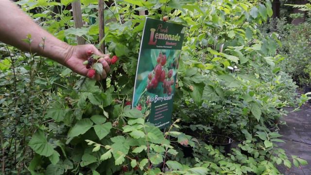 Backyard Nursery Tour: Marks Plants, so MANY Fruiting Plants!