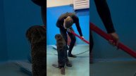 Морской котик Петя помогает убираться?