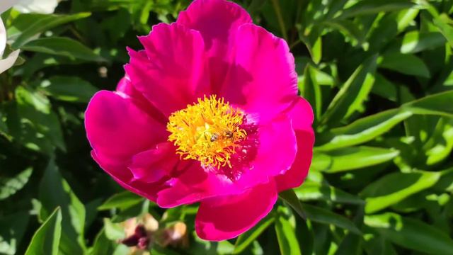 Peony flower field  작약꽃밭