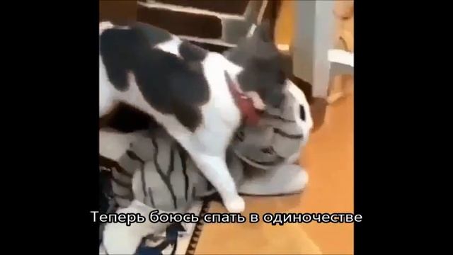 Коты отжигают!