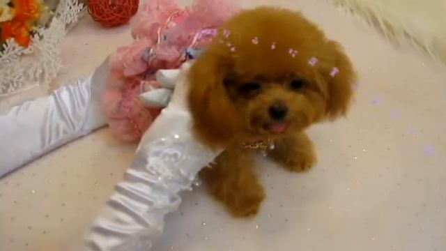 Super Tiny Teacup Poodle #988 Sold! (Keelung Miss Wu)- sweet round face she is! - Teacup Poodle