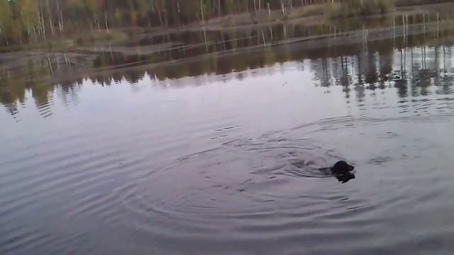 На озере Б. Градуевское Байкалу 8 мес.