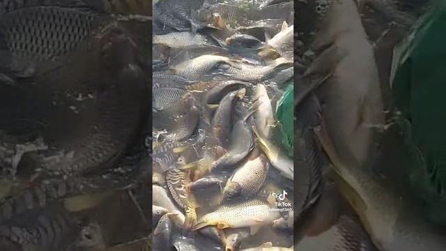 Ловля рыбы