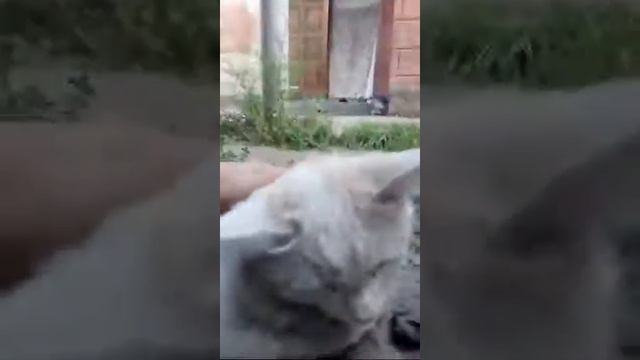 Кот И Раздача Акков В Клаш Рояль