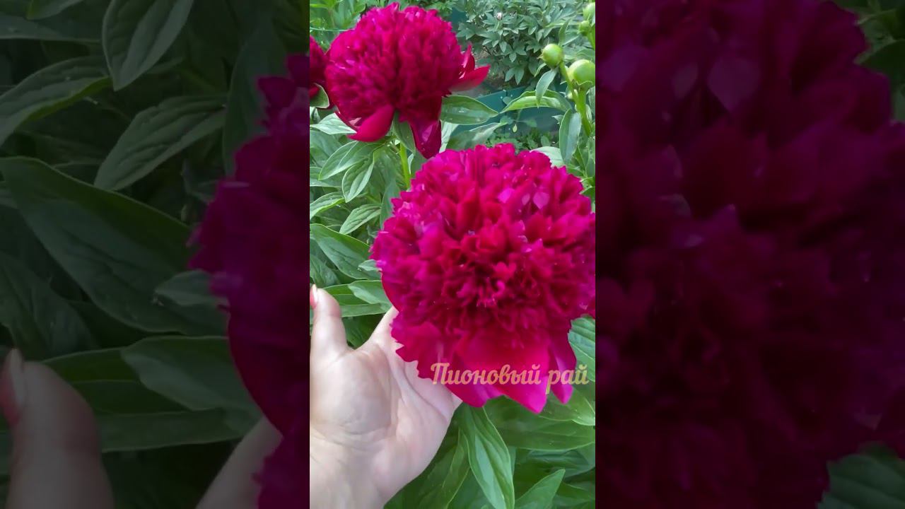 Пион Ред Чарм Paeonia Red Charm цветение 2023 #пионы #paeonia #обзорсортов #пионовыйрай