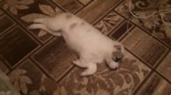 Моя собака алабай имя Ася