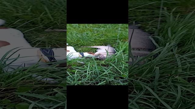 а вот и наш друг!