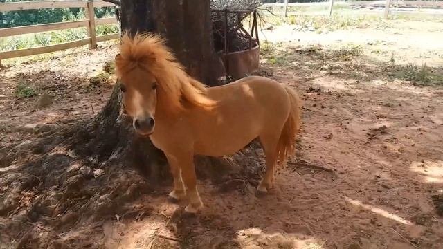 Equus Ferus Caballus/ Mini Horses; Joat Man's Animal Corner