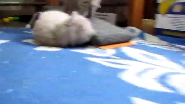 Шотландские вислоухие котята