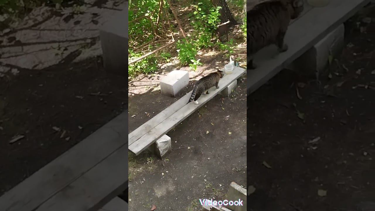 #животное #кошка #милашка #мурзя #природа #милота #скамейка