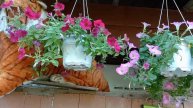 pokok petunia dan vinca ( decoration flowers)