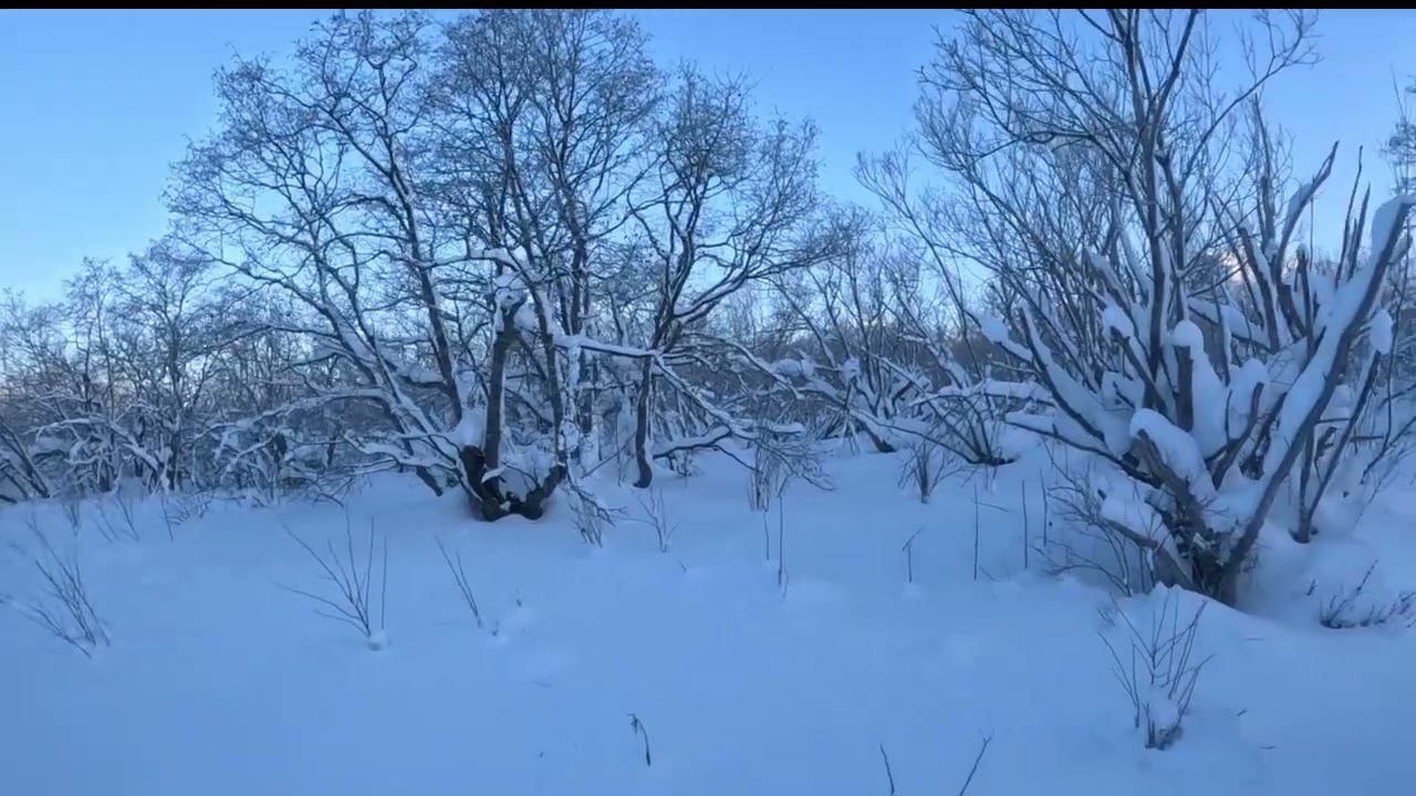 Охота на зайца, Камчатка, 17 12 22