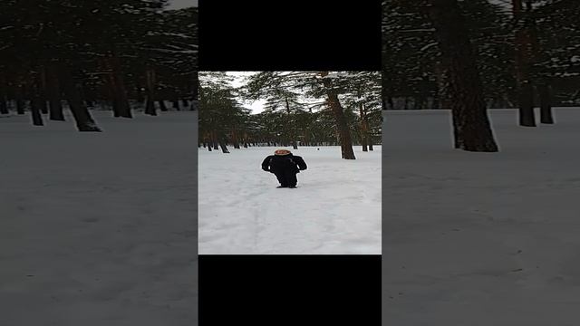 Зима в лесу