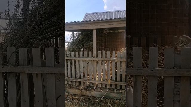 козы едят, как лошади, съели темный лес