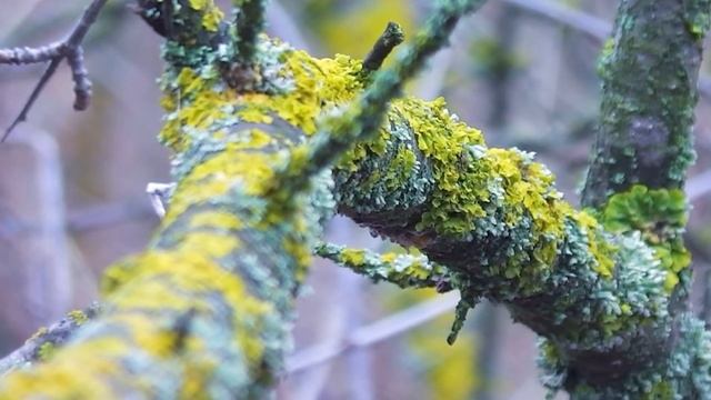 Краски зимнего леса. Colors of the winter forest.