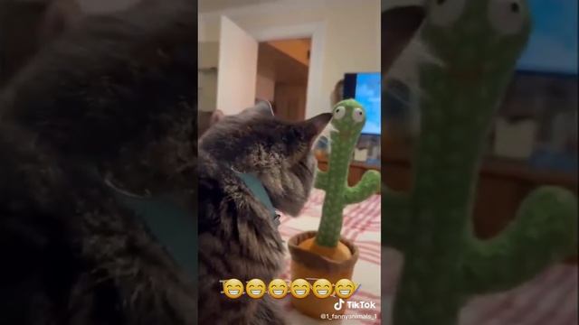 Приколы до слез. Домашние животные. смех до слез. 100 часть