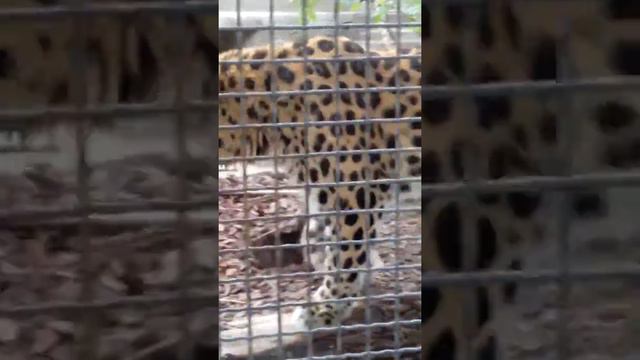 Леопард красуется на фоне своего дома