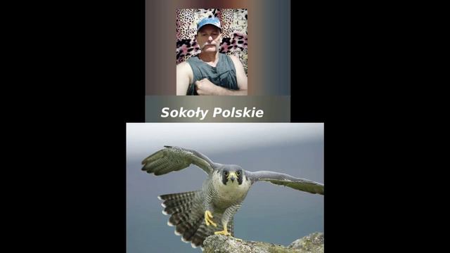 Piosenka - Polskie Sokoły.