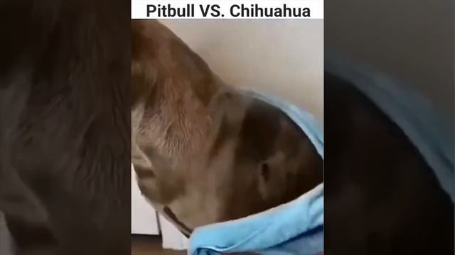 юмор в Телеграмме в описании