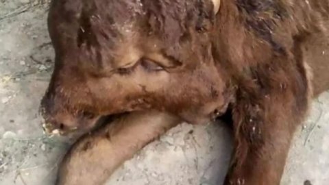 Корова родила телёнка, который тут же стал местной достопримечательностью