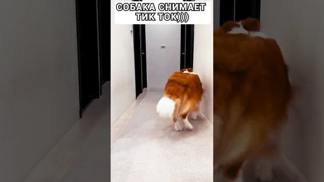 тик ток снимает даже собака