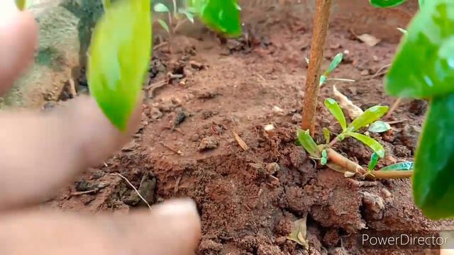 Best Evergreen Pandora jasminoides Vine plant//with best grow and care information//